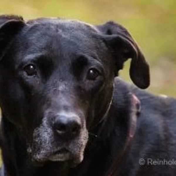 Bella, schwarz female senior Labrador Retriever for adoption at Tierheim Wuppertal, Wuppertal
