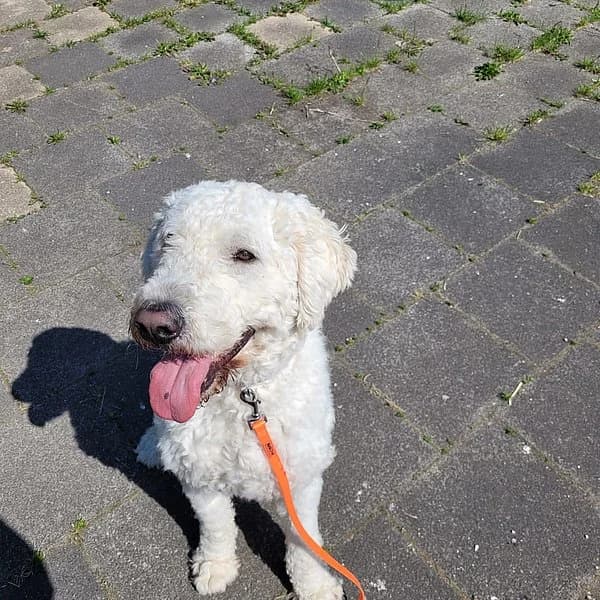 Dutch, weiß male 6yo mixed breed for adoption at Tierheim Wuppertal, Wuppertal