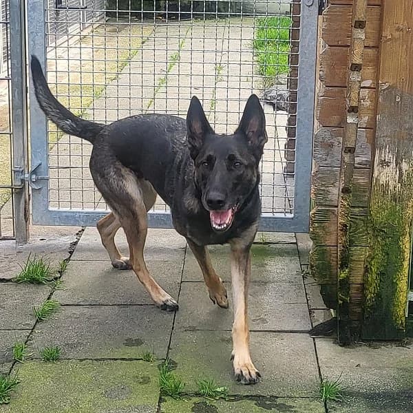 Kimba, schwarz-braun female 7yo German Shepherd for adoption at Tierheim Wuppertal, Wuppertal
