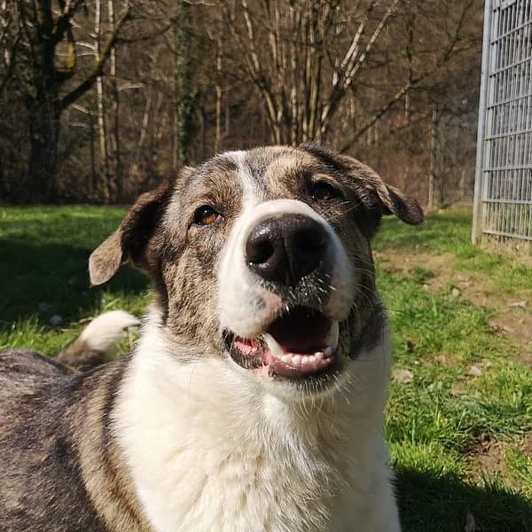 Picasso, grau gestromt mit weiß male 6yo mixed breed for adoption at Tierheim Wuppertal, Wuppertal