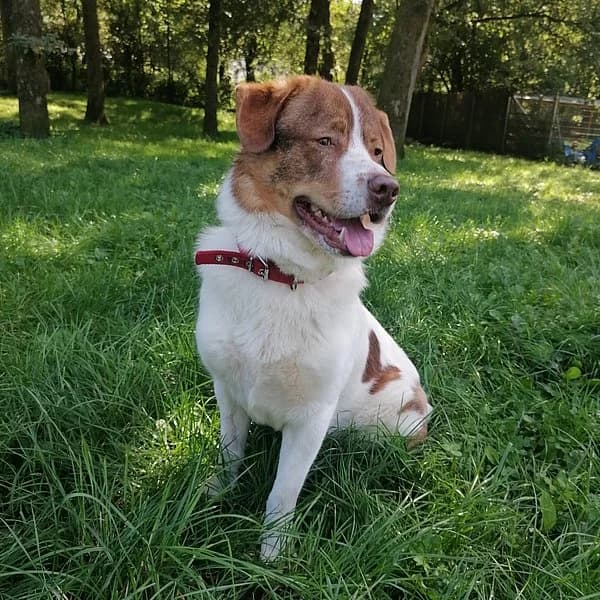 Thibaut, Braun weiß male 3yo German Shepherd for adoption at Tierheim Wuppertal, Wuppertal