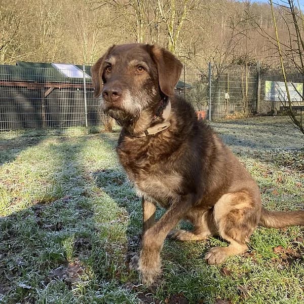 Max, braun male senior Mixed Breed for adoption at Tierheim Wuppertal, Wuppertal