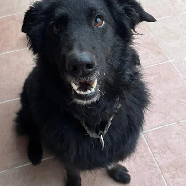 Lotta, schwarz female senior mixed breed for adoption at Tierheim Wuppertal, Wuppertal
