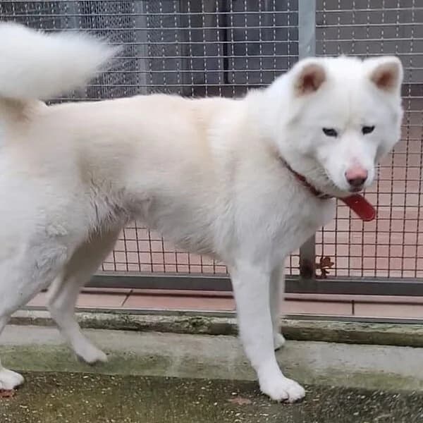 Hachiko, weiß male senior Akita for adoption at Tierheim Wuppertal, Wuppertal