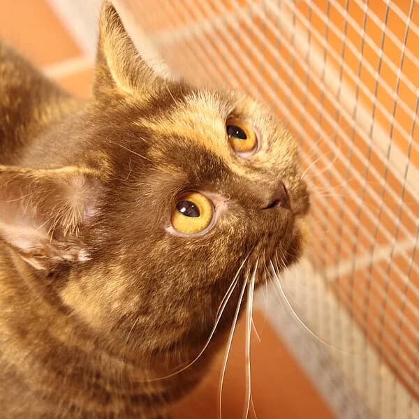 Nisa, schildpatt female Mixed Breed for adoption at Tierheim Wuppertal, Wuppertal