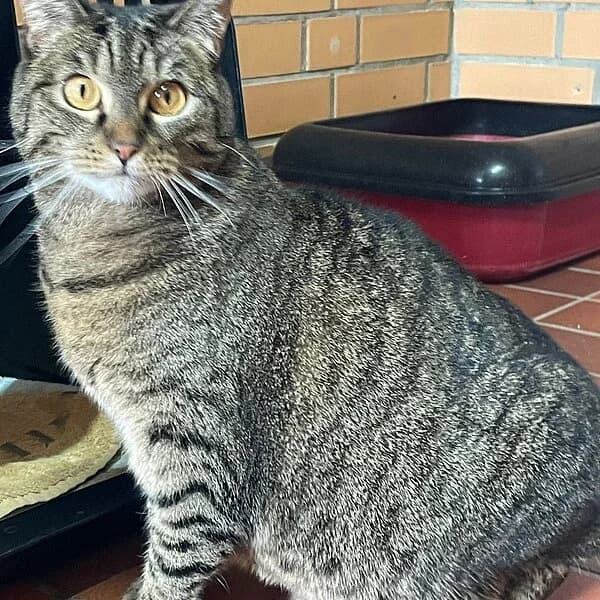 Biene + Maja, getigert female European Shorthair for adoption at Tierheim Wuppertal, Wuppertal