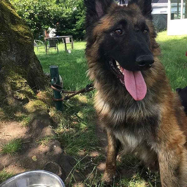 Sid, braun-schwarz male 4yo Belgian Tervuren for adoption at Tierheim Wuppertal, Wuppertal