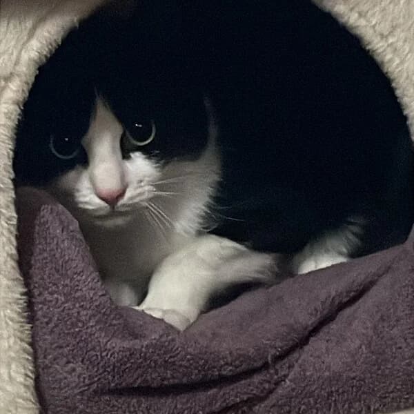 Lucy, weiß-schwarz female 6yo European Shorthair for adoption at Tierheim Wuppertal, Wuppertal