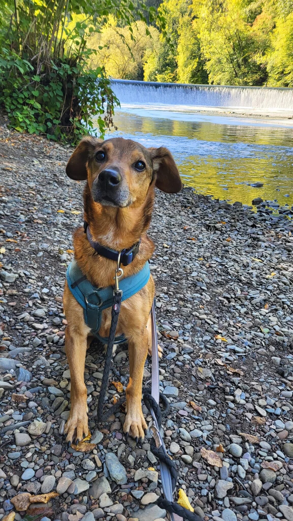 Curti, braun male senior mixed breed for adoption at Tierheim Wuppertal, Wuppertal