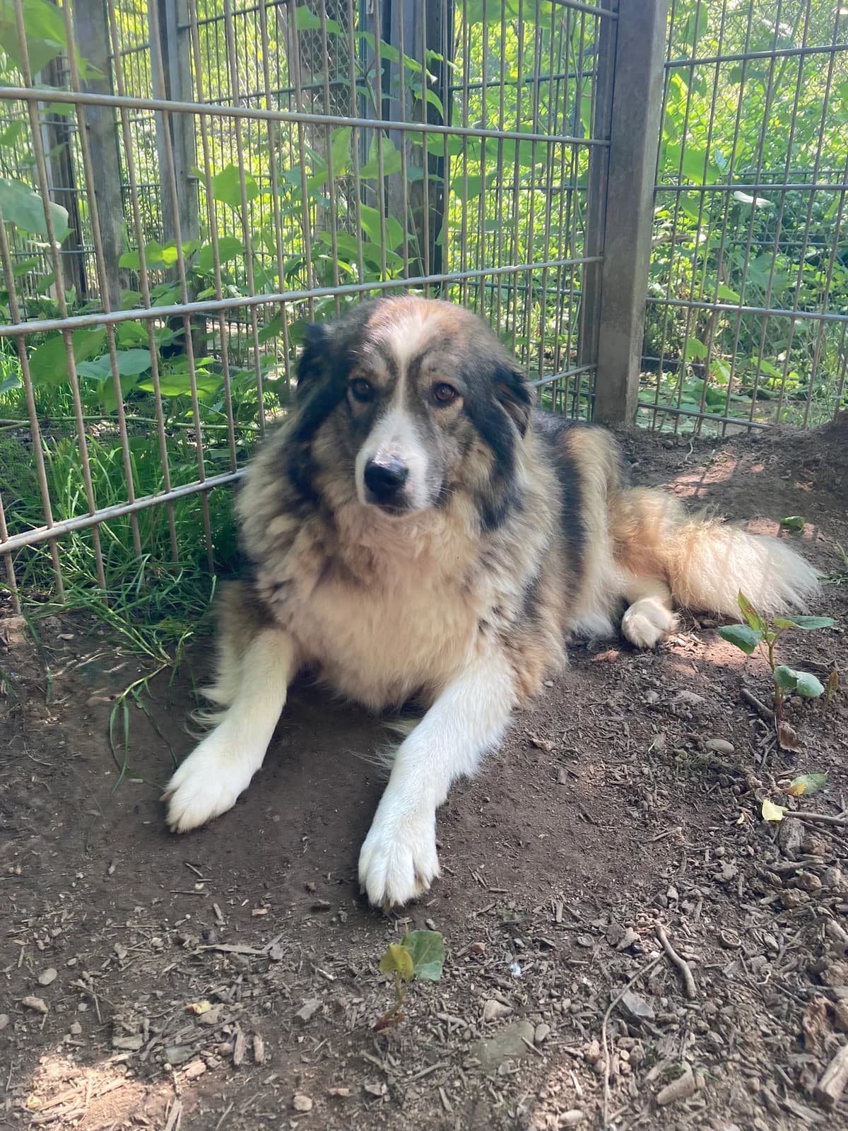 Aori, female 3yo German Shepherd for adoption at Tierheim Wuppertal, Wuppertal