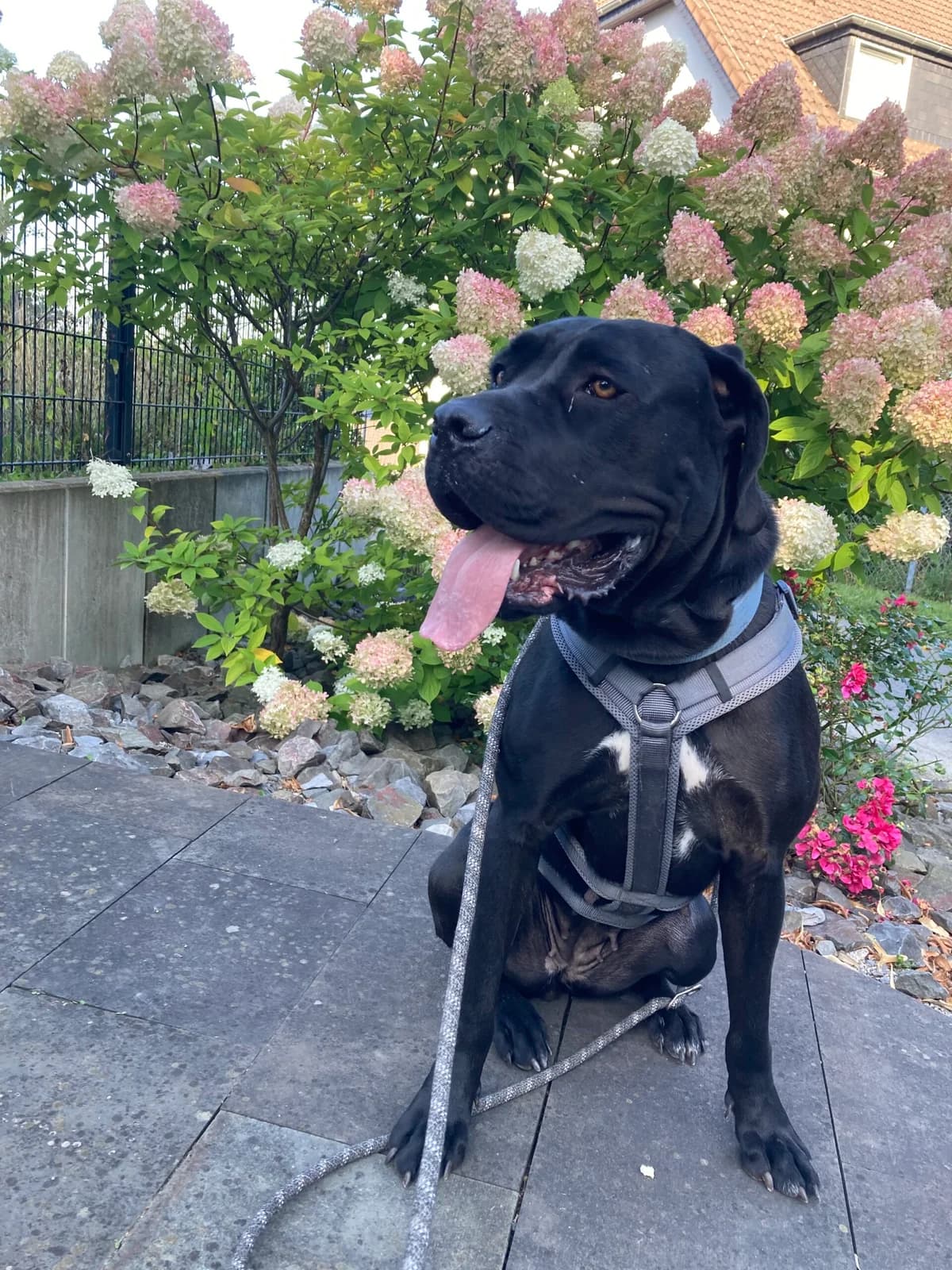Tara, female Cane Corso for adoption at Tierheim Wuppertal, Wuppertal