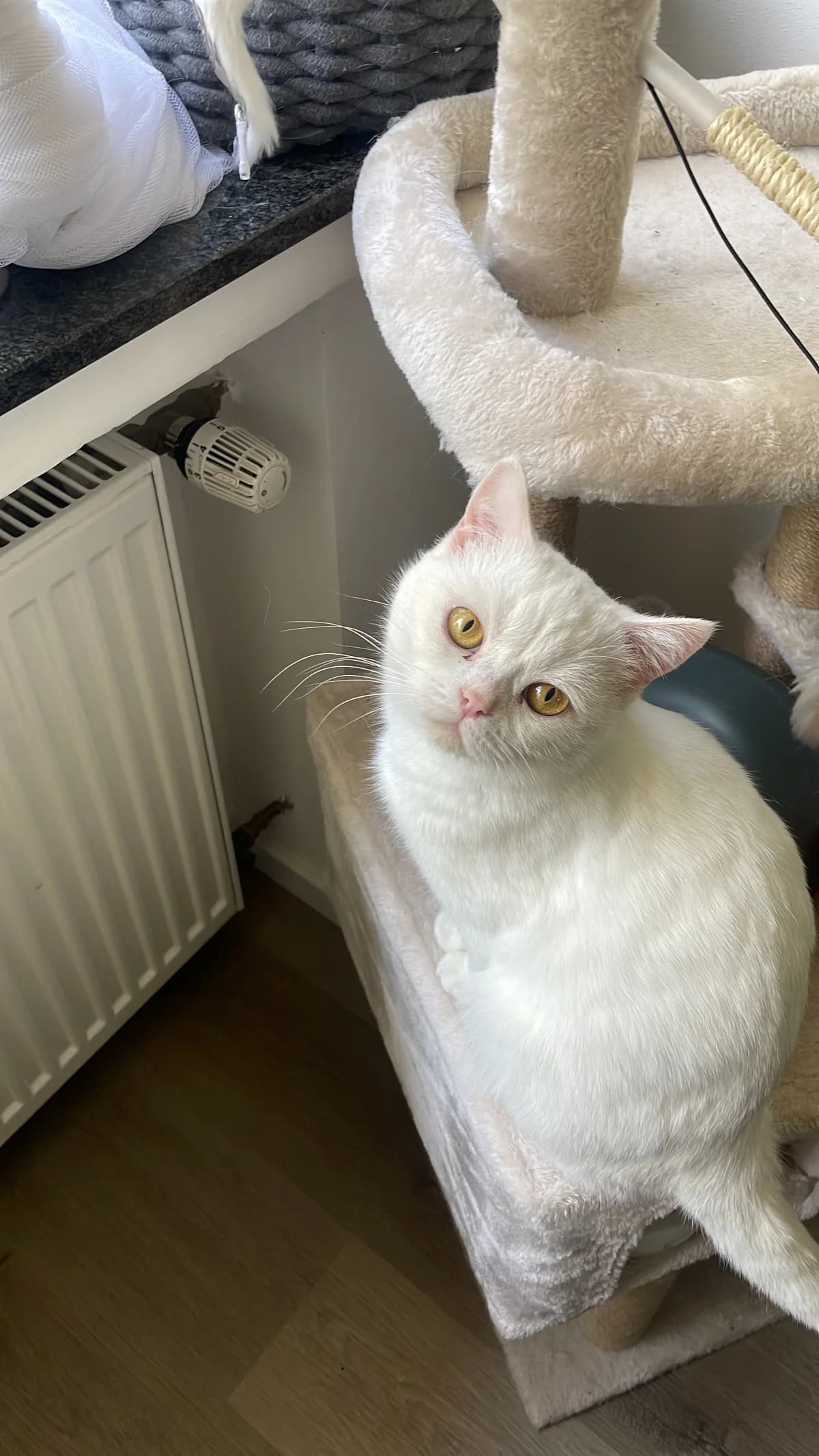 Coco, Weiß female young British Shorthair for adoption at Tierheim Wuppertal, Wuppertal