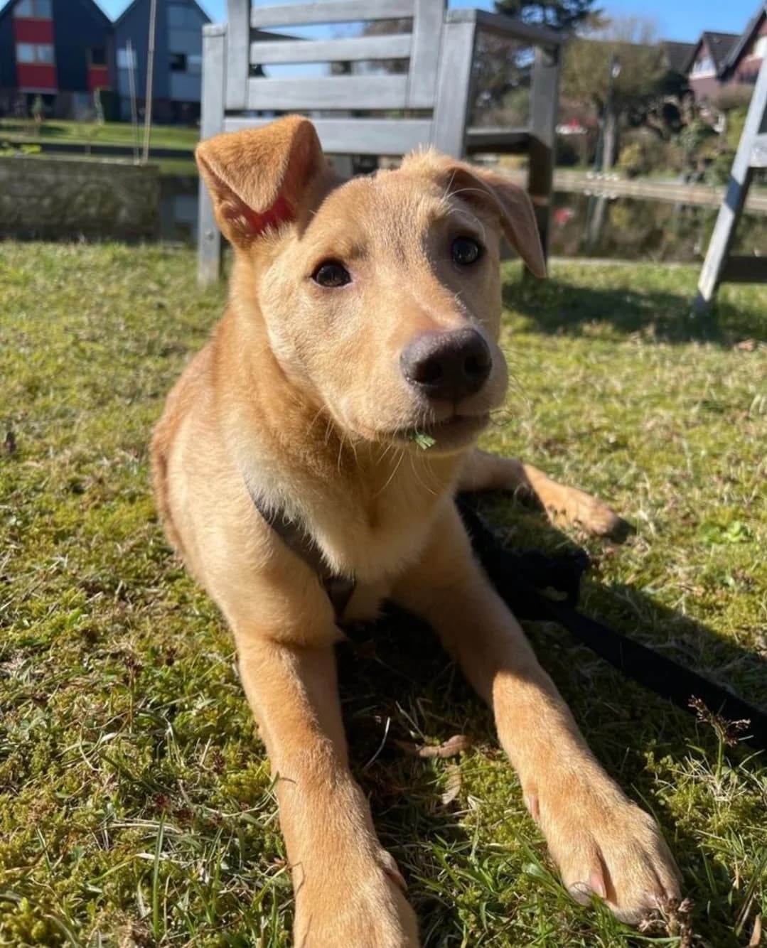 Ajandek, beige female Mixed Breed for adoption at Tierheim Wuppertal, Wuppertal