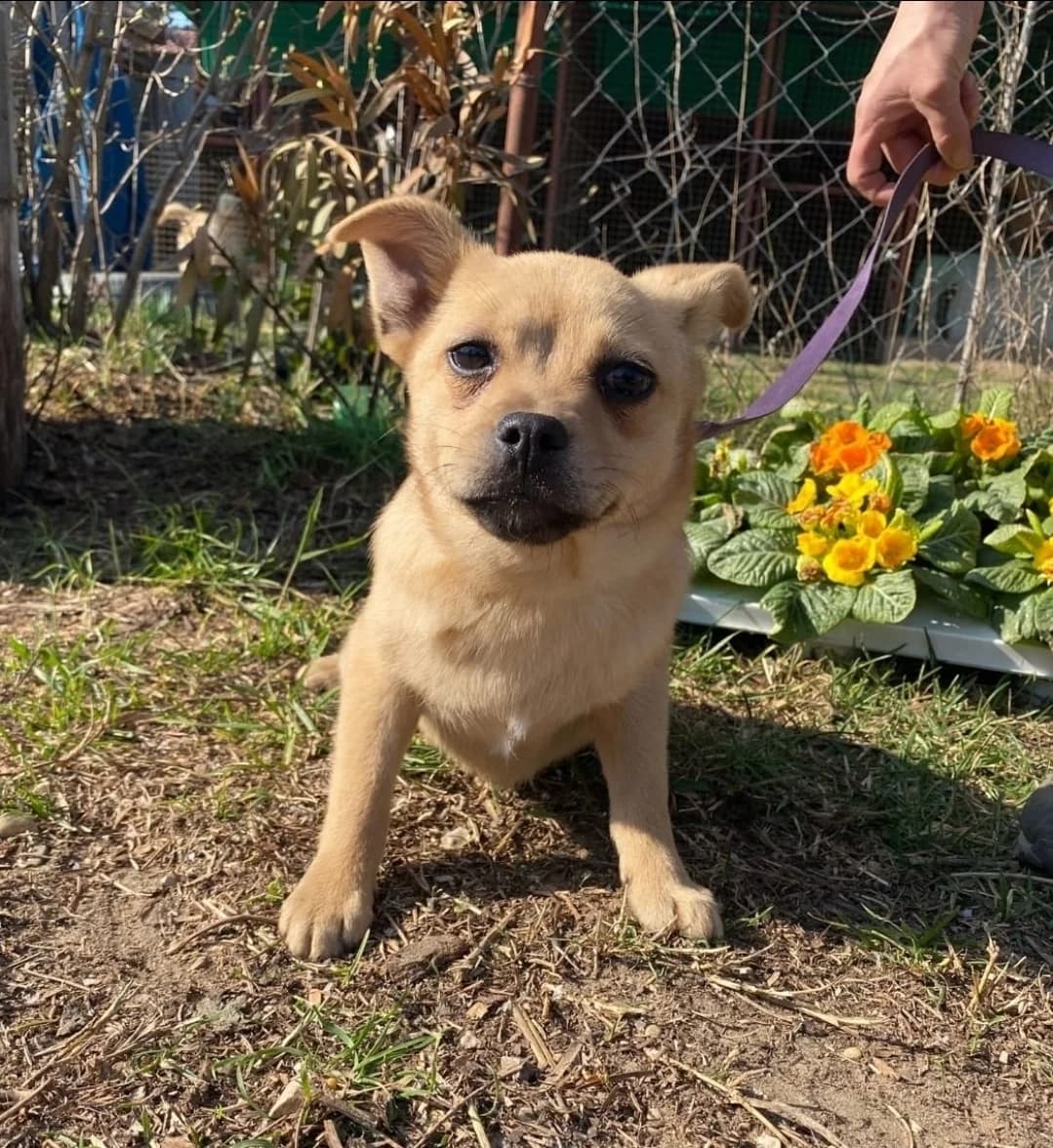 Joy, beige female puppy Mixed Breed for adoption at Tierheim Wuppertal, Wuppertal
