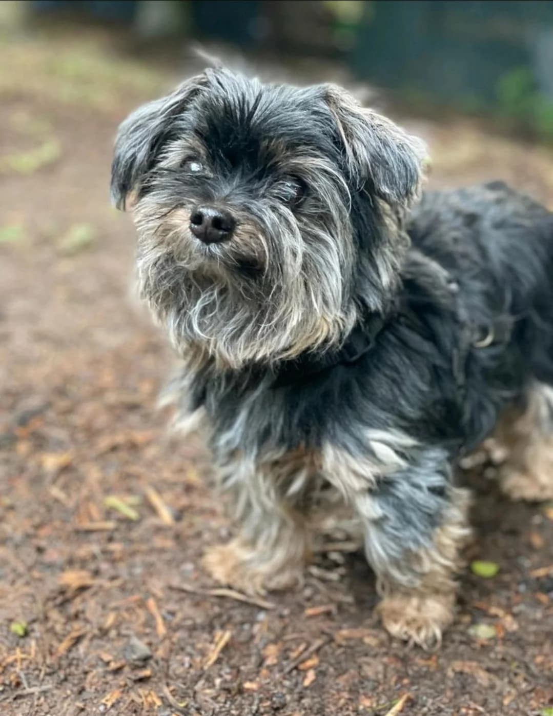 Benny, schwarz-braun male senior Yorkshire Terrier for adoption at Tierheim Wuppertal, Wuppertal