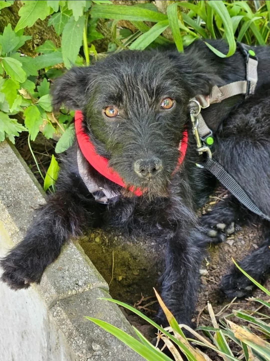 Hamlet, Mixed Breed (Tierheim Wuppertal)