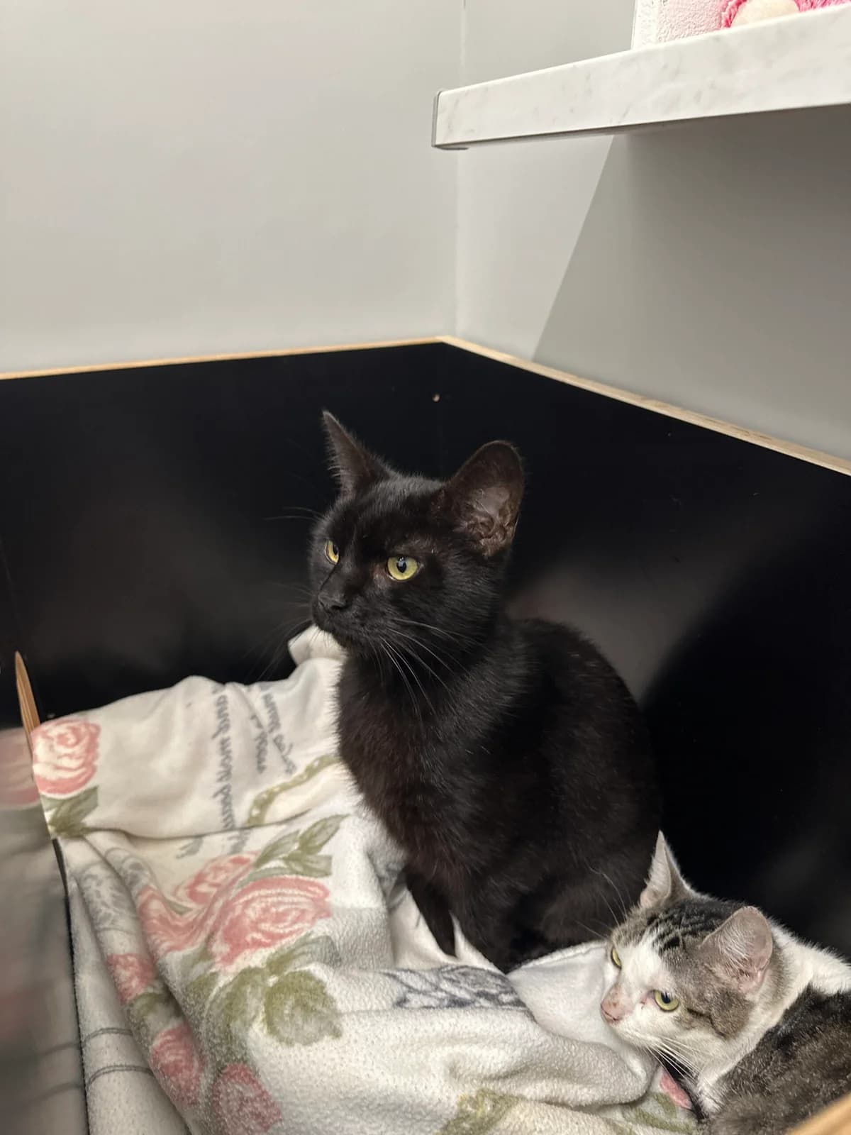 Blacky, male 7yo Mixed Breed for adoption at Tierschutz Zeitz e.V.