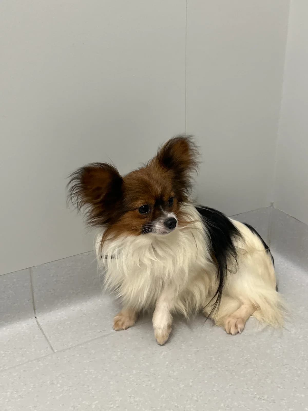 Cockie, male 5yo Mixed Breed for adoption at Tierschutz Zeitz e.V.