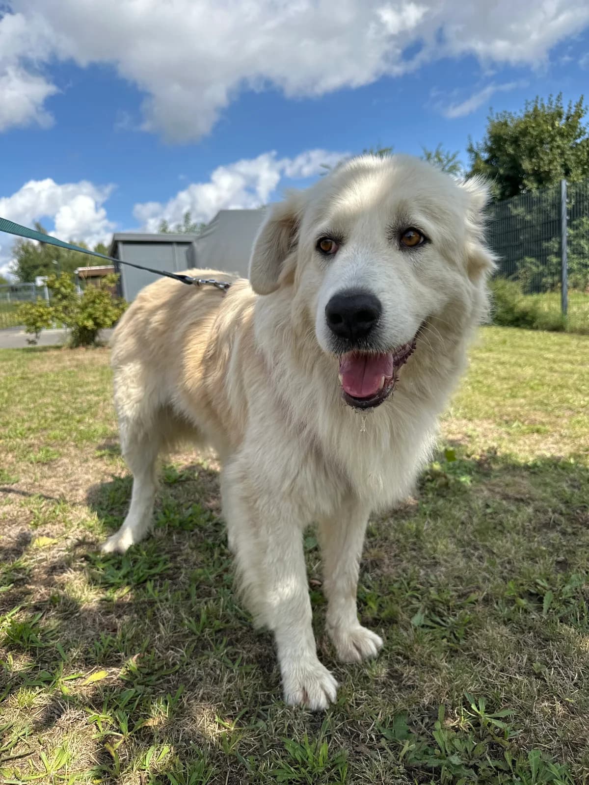 Cora ( die Liebenswerte ), female 5yo Mixed Breed for adoption at Tierschutz Zeitz e.V.