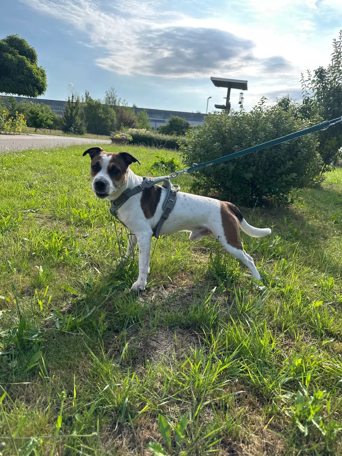 Franky, male young Mixed Breed for adoption at Tierschutz Zeitz e.V.