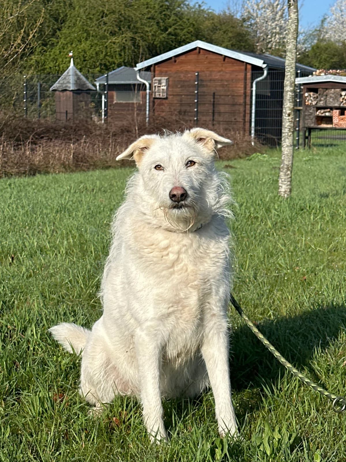 Pam, female 6yo Mixed Breed for adoption at Tierschutz Zeitz e.V.