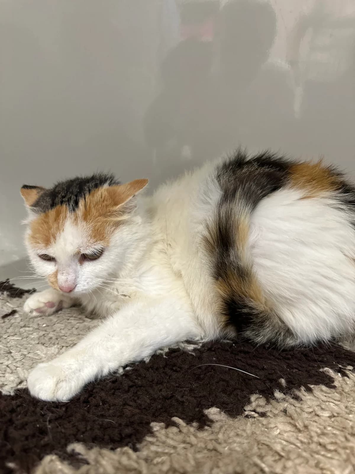 Karla, female 4yo Mixed Breed for adoption at Tierschutz Zeitz e.V.