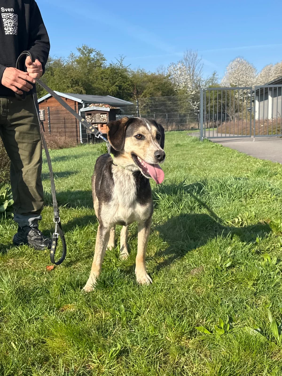 Lou, male 4yo Mixed Breed for adoption at Tierschutz Zeitz e.V.