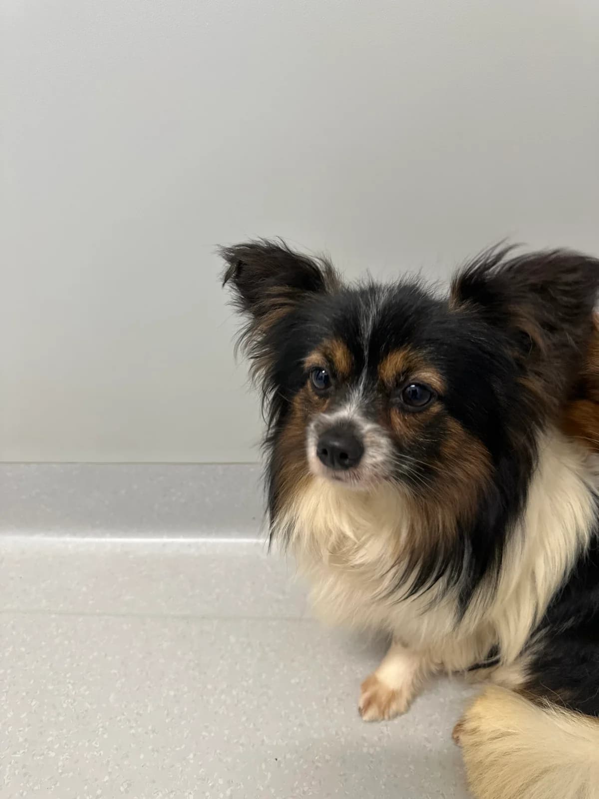 Lucky, male 5yo Mixed Breed for adoption at Tierschutz Zeitz e.V.