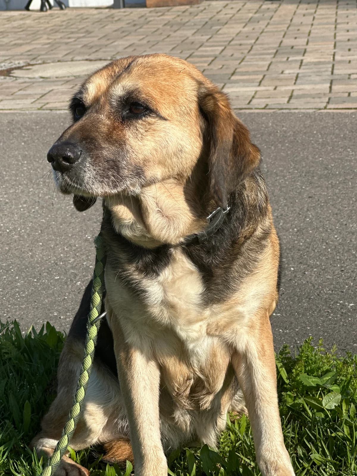 Megi, female senior Mixed Breed for adoption at Tierschutz Zeitz e.V.