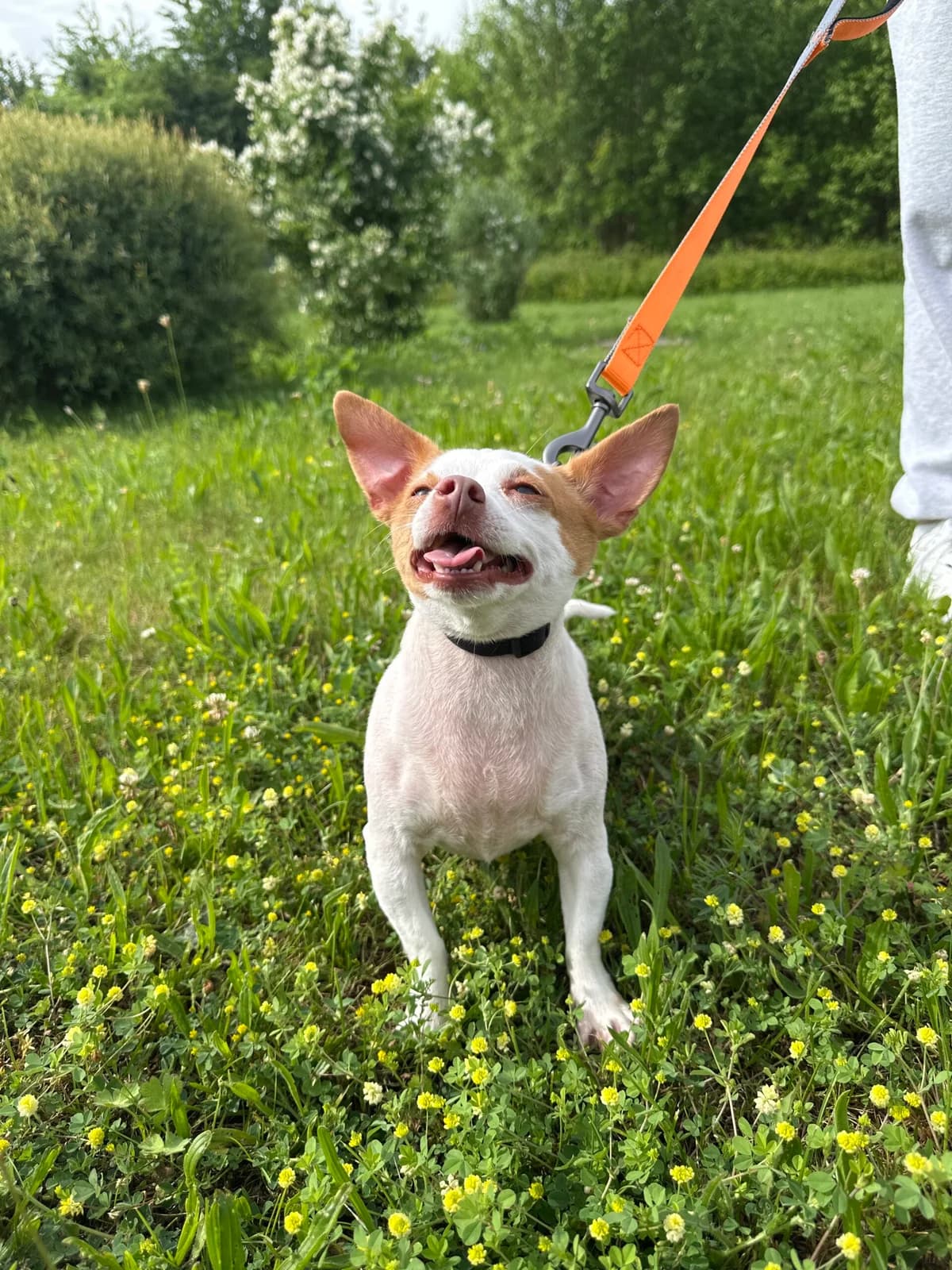 Minni, female 7yo Mixed Breed for adoption at Tierschutz Zeitz e.V.