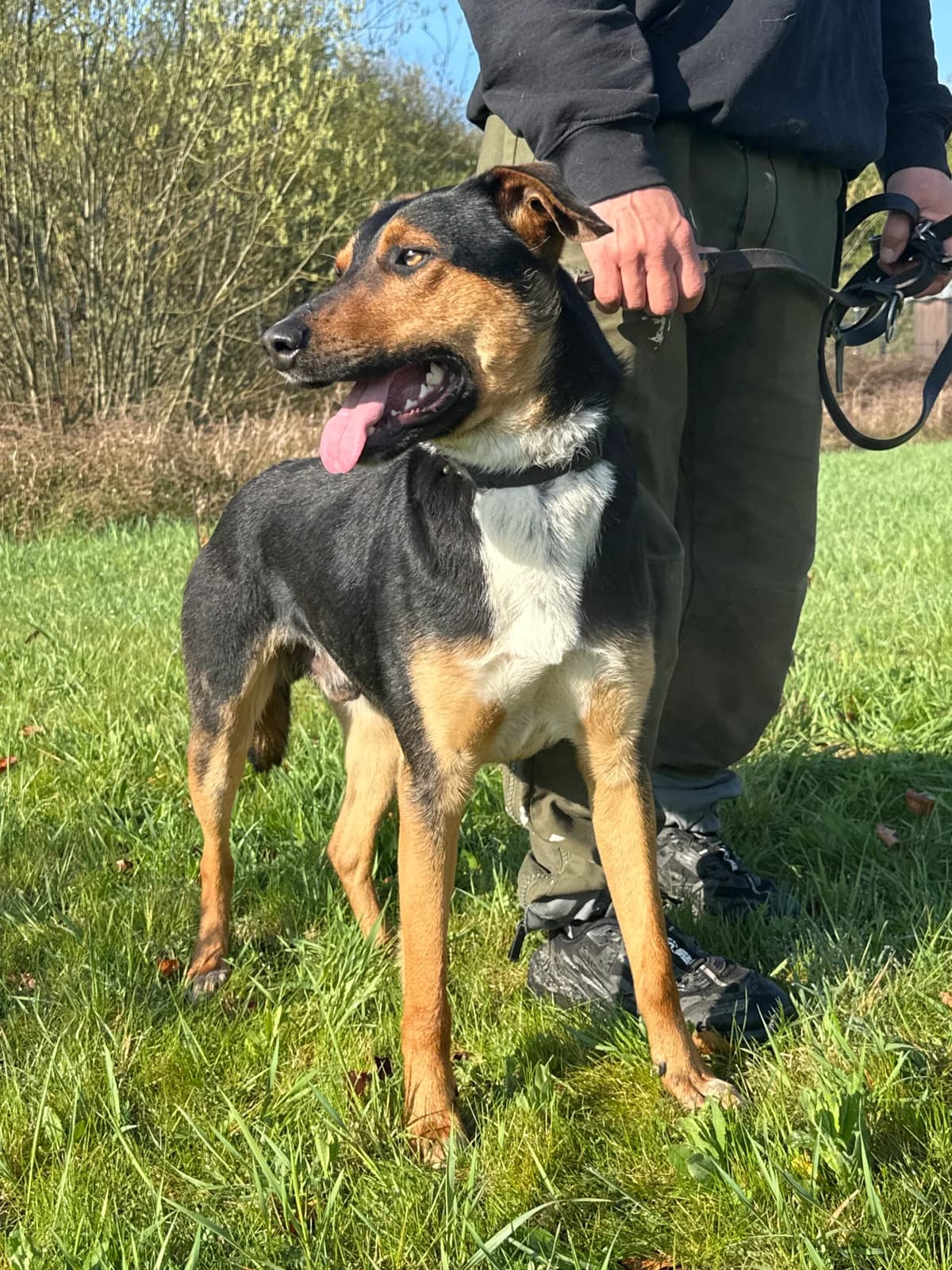 Odin, male young Mixed Breed for adoption at Tierschutz Zeitz e.V.