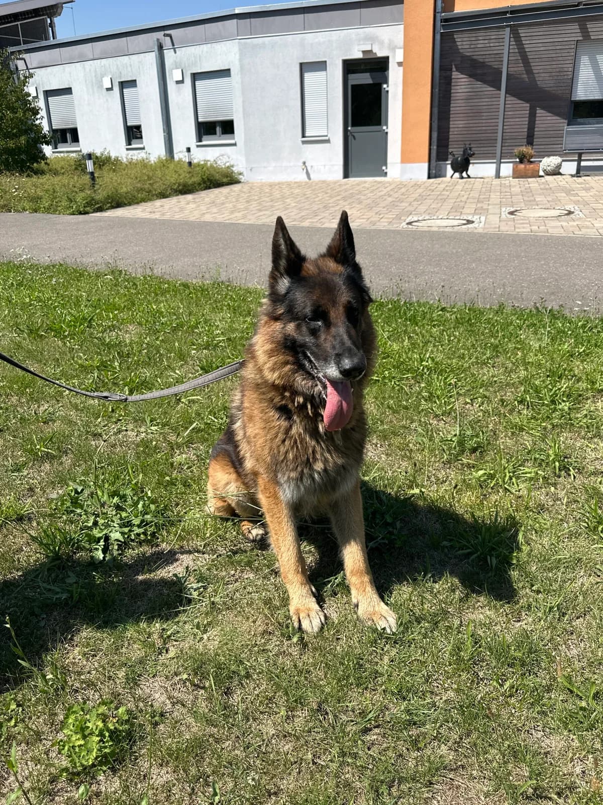 Spike,  Mixed Breed for adoption at Tierschutz Zeitz e.V.