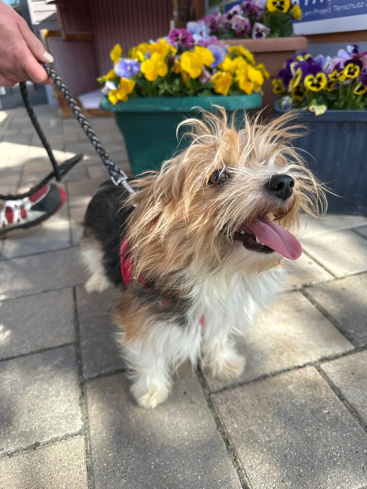 Stupsi, female 4yo Mixed Breed for adoption at Tierschutz Zeitz e.V.