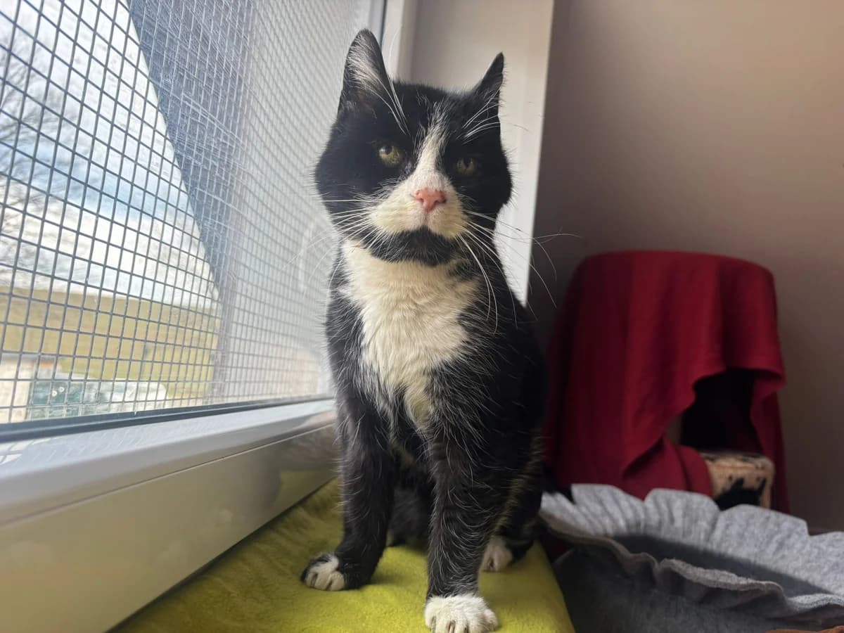 Agnes,  Mixed Breed for adoption at Tierheim Zwickau, Zwickau