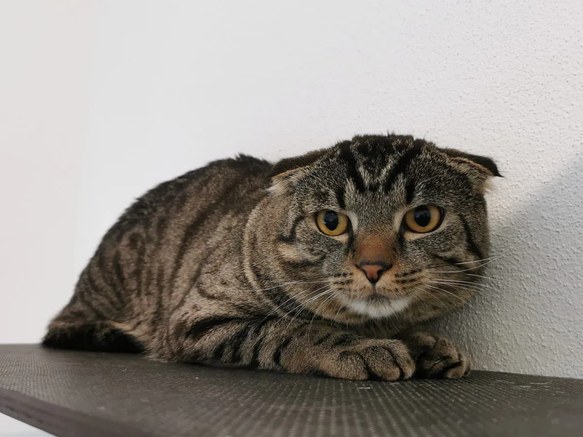 Ali, male Mixed Breed for adoption at Tierheim Zwickau, Zwickau