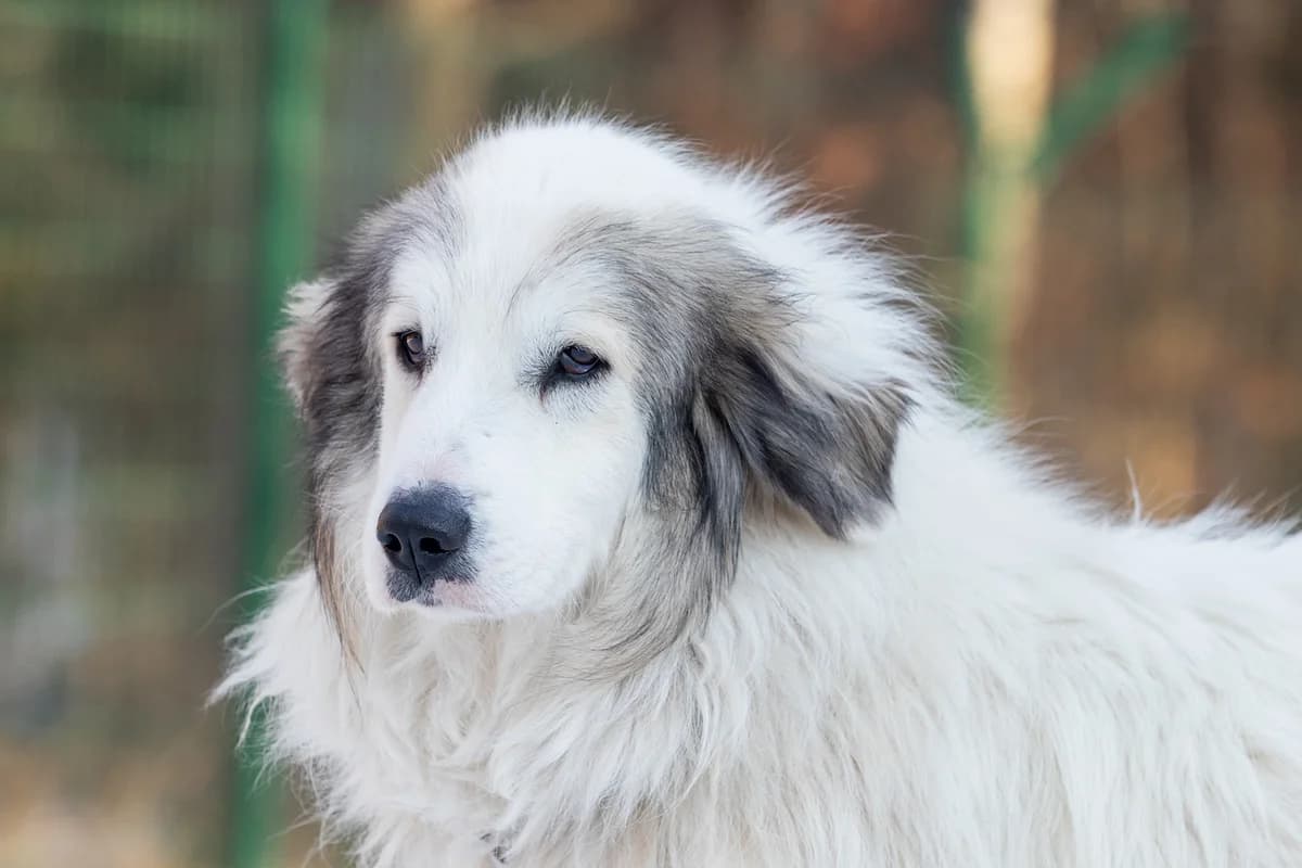Bärnie, male Mixed Breed for adoption at Tierheim Zwickau, Zwickau