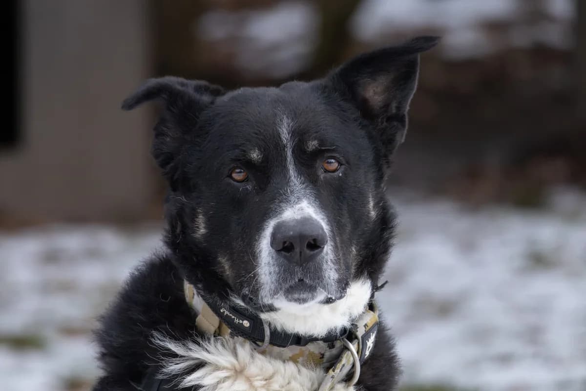 Balu, male senior Mixed Breed for adoption at Tierheim Zwickau, Zwickau