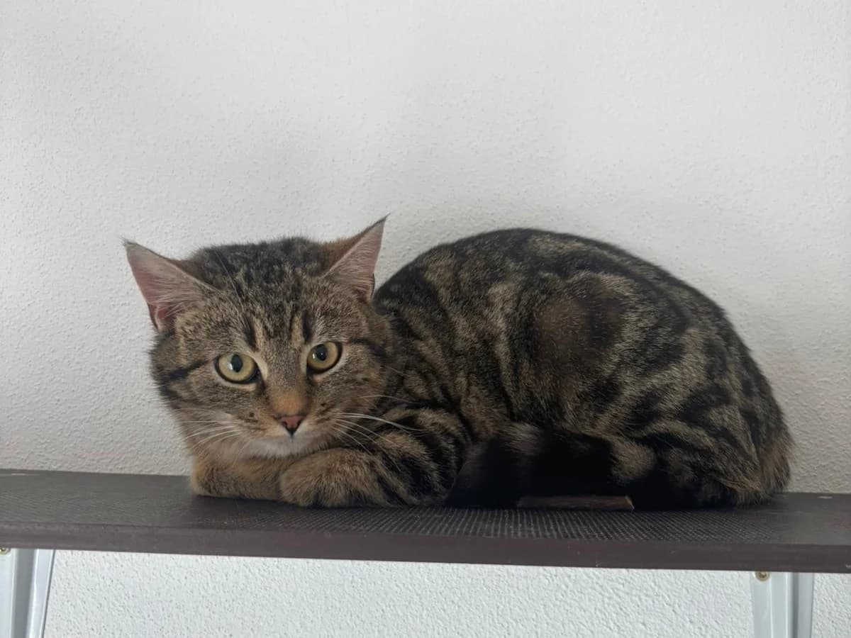 Carly,  Mixed Breed for adoption at Tierheim Zwickau, Zwickau