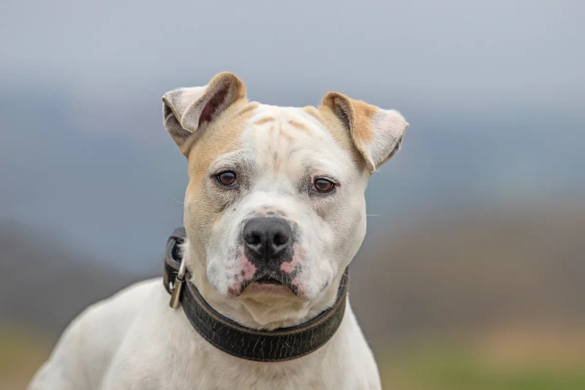 Cash,  senior Mixed Breed for adoption at Tierheim Zwickau, Zwickau