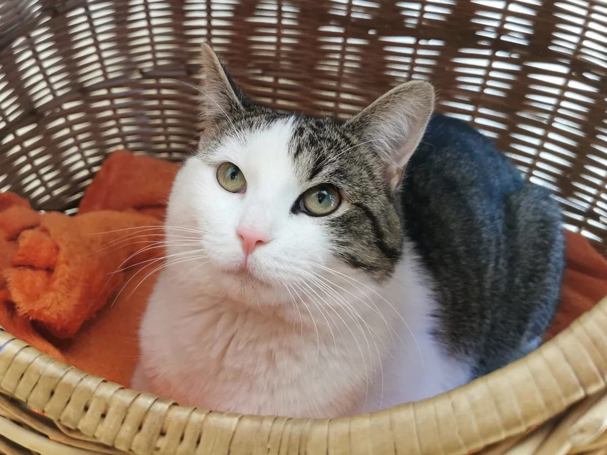 Charly, male 3yo Mixed Breed for adoption at Tierheim Zwickau, Zwickau