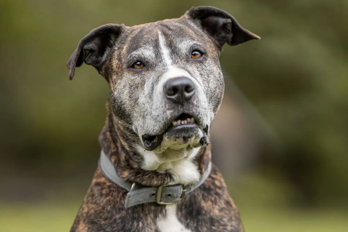 Djego, grau  senior Mixed Breed for adoption at Tierheim Zwickau, Zwickau