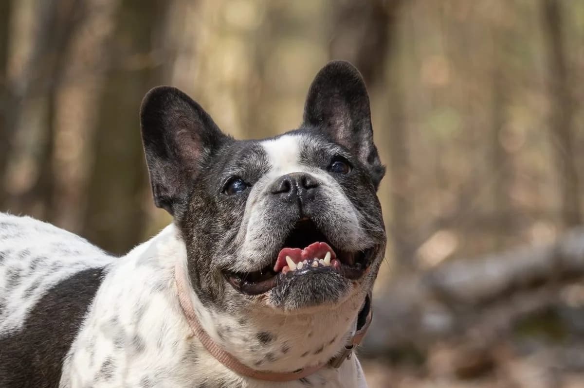 Elsa, female senior Mixed Breed for adoption at Tierheim Zwickau, Zwickau
