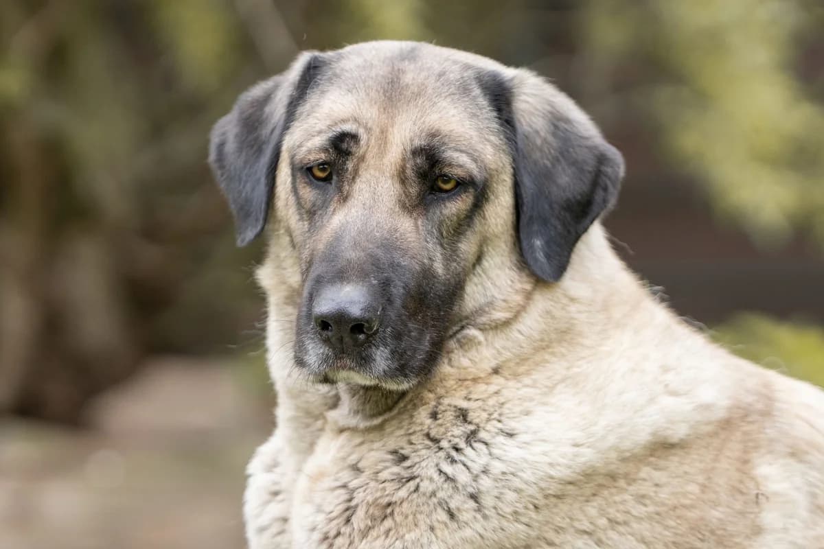 Feenya, female senior Mixed Breed for adoption at Tierheim Zwickau, Zwickau