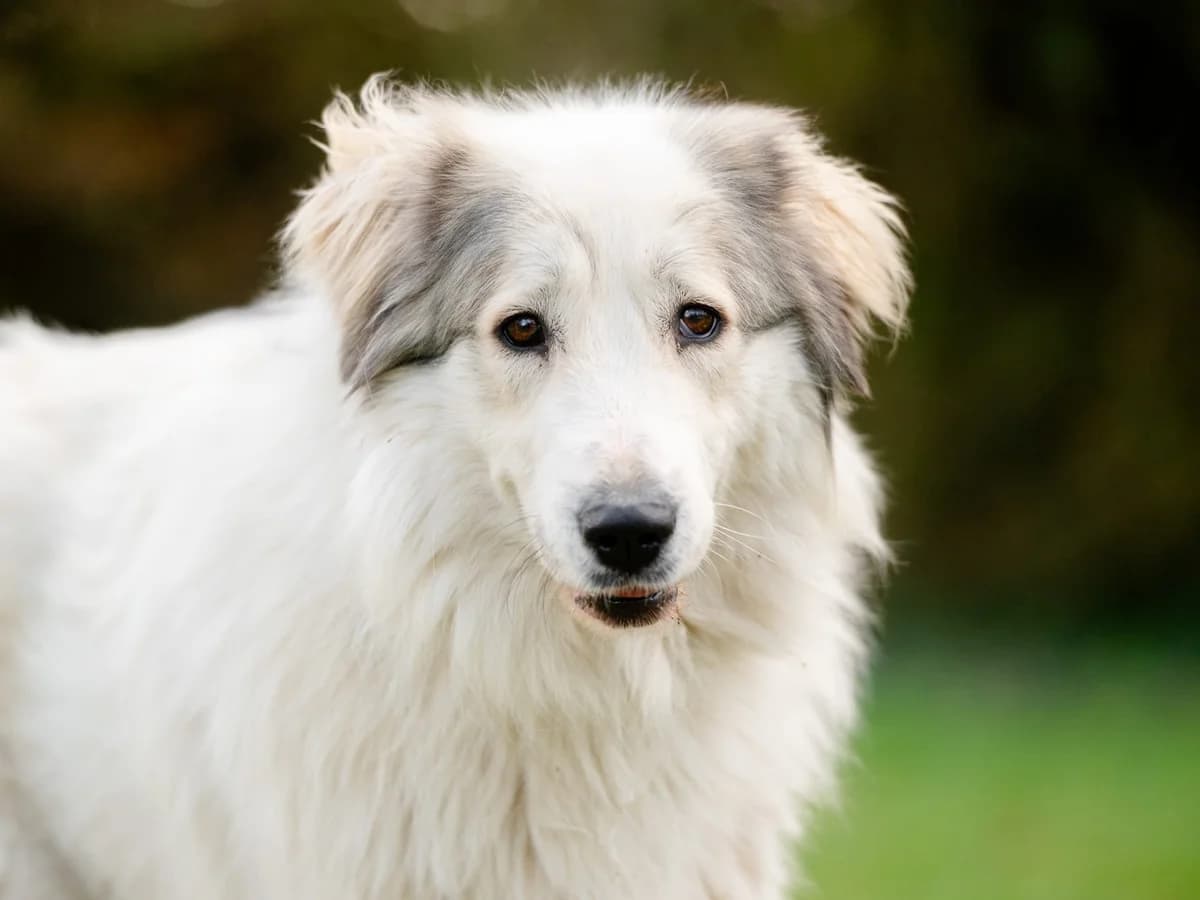 Gaja, female Mixed Breed for adoption at Tierheim Zwickau, Zwickau