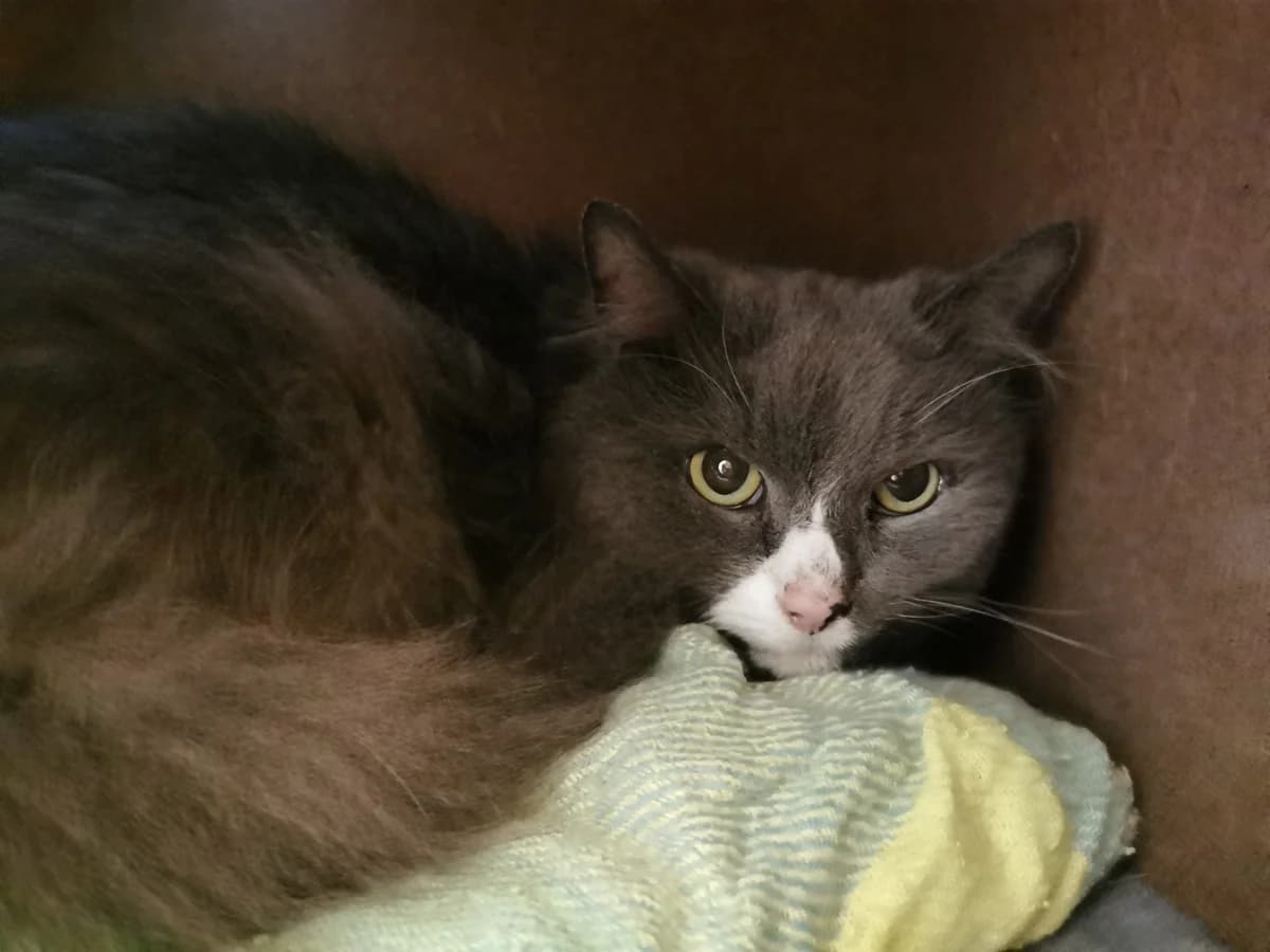 Gismo, male senior Mixed Breed for adoption at Tierheim Zwickau, Zwickau