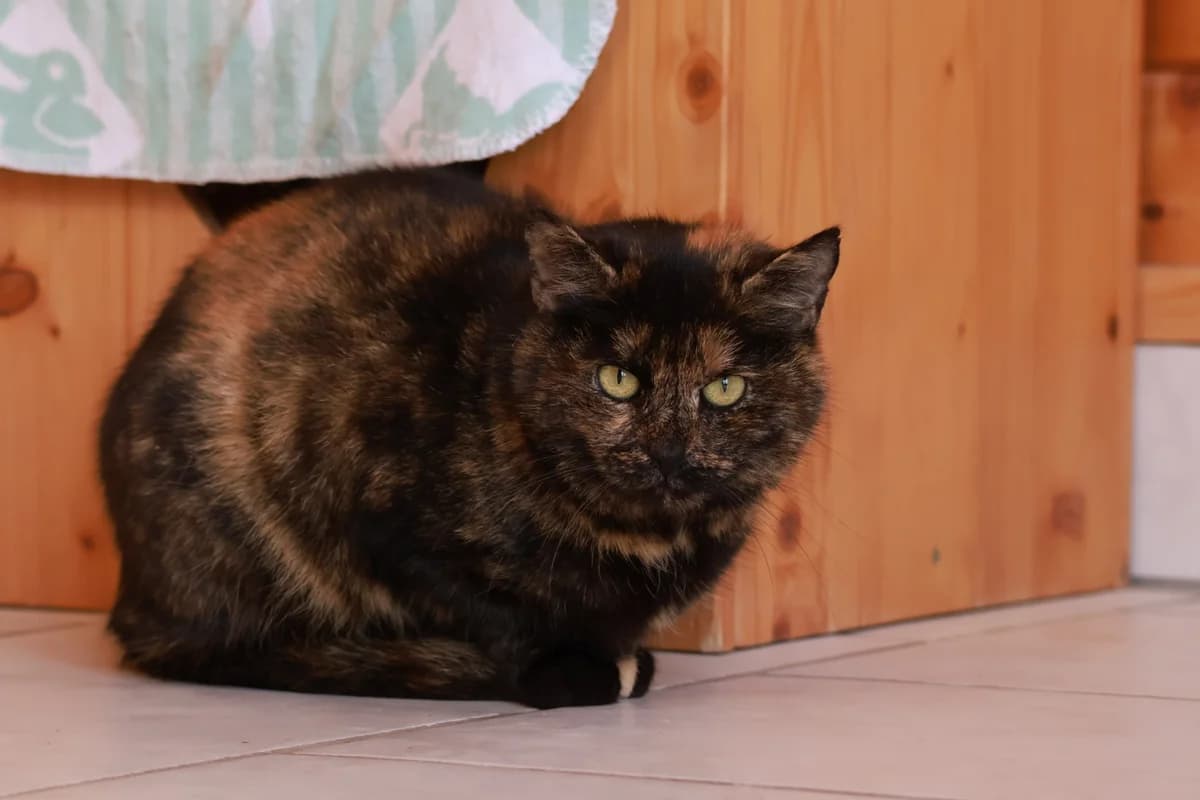 Hanni,  senior Mixed Breed for adoption at Tierheim Zwickau, Zwickau