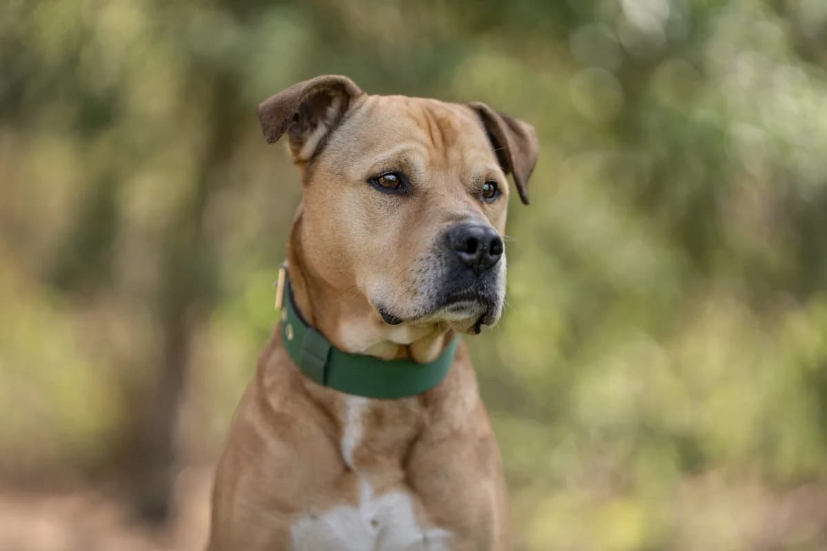 Jacko,  senior Mixed Breed for adoption at Tierheim Zwickau, Zwickau