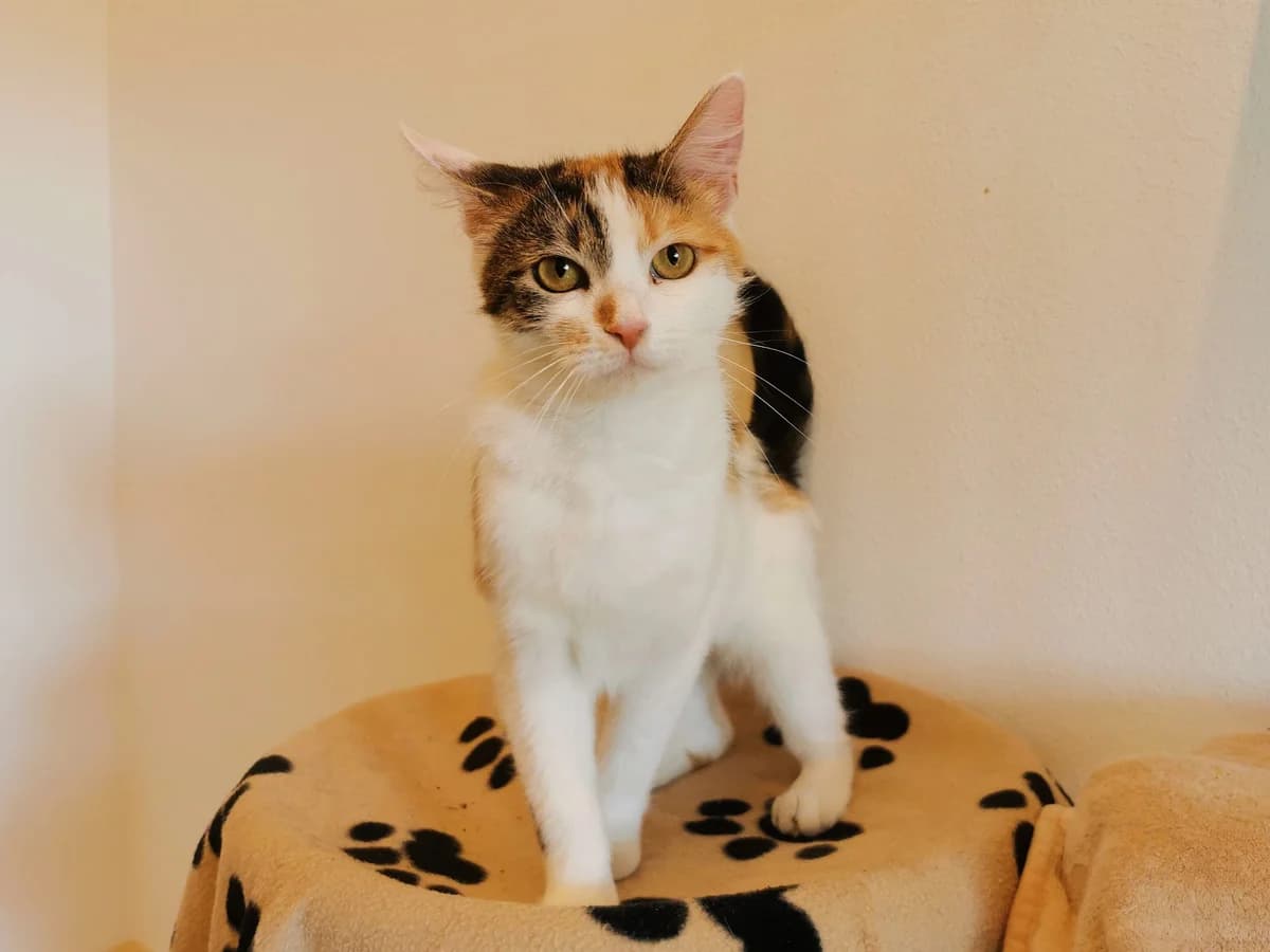Jean,  3yo Mixed Breed for adoption at Tierheim Zwickau, Zwickau