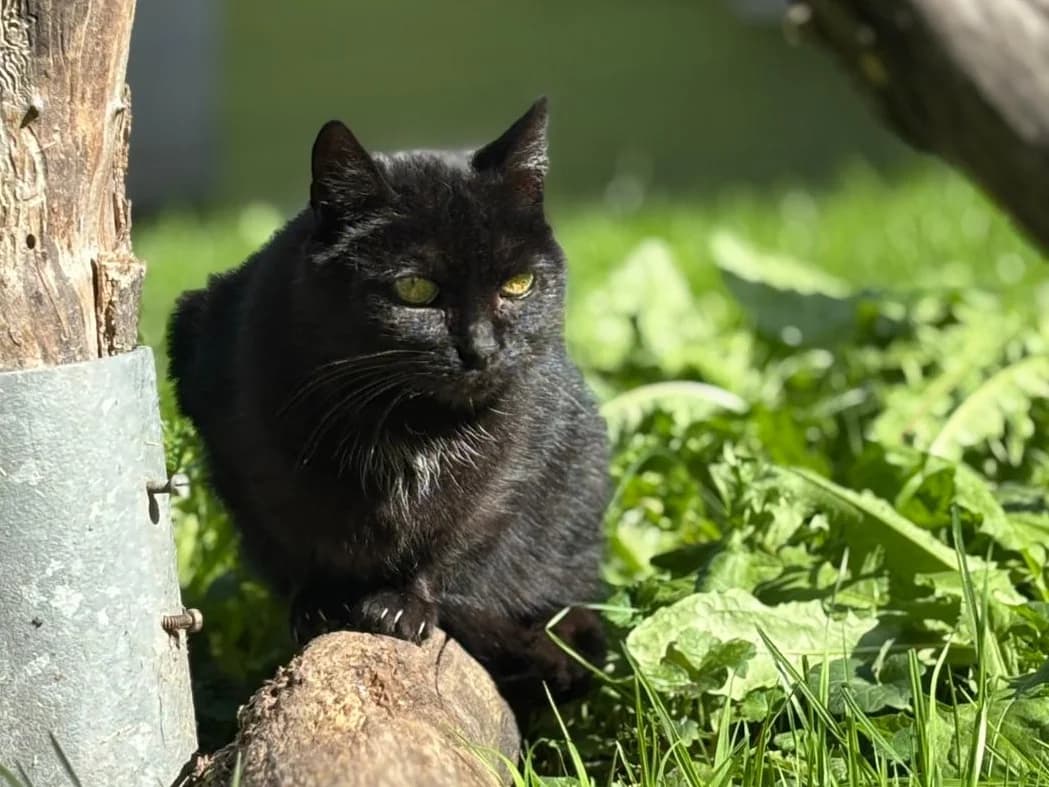 Jutta,  senior Mixed Breed for adoption at Tierheim Zwickau, Zwickau