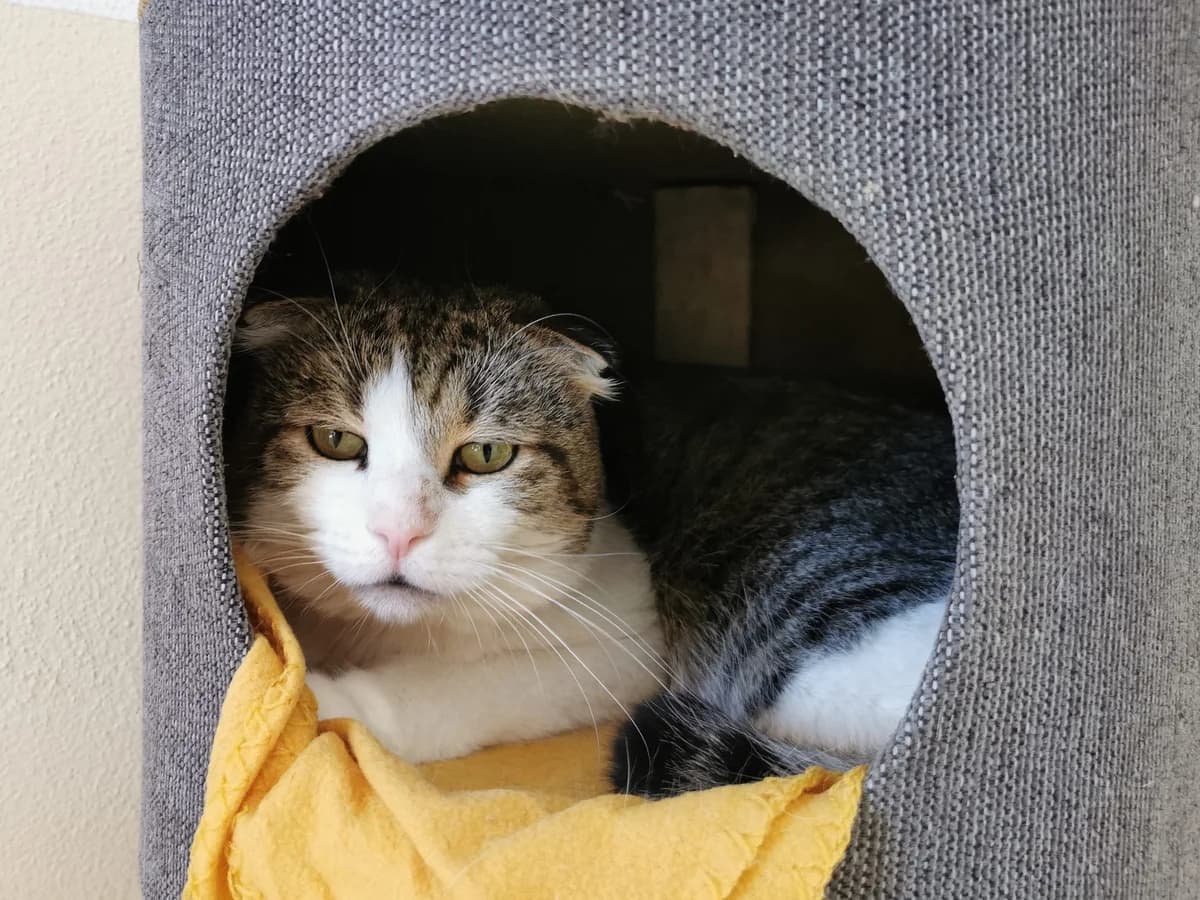 Loki, male 5yo Mixed Breed for adoption at Tierheim Zwickau, Zwickau